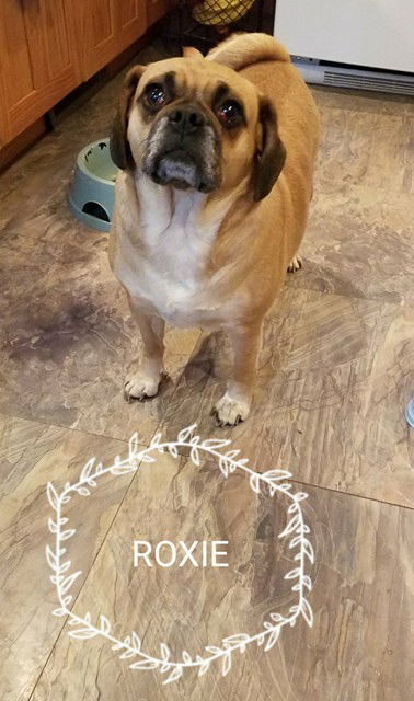 Roxie puggle