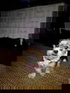 Benji