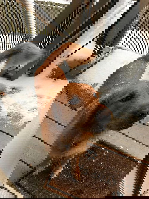 Reeses
