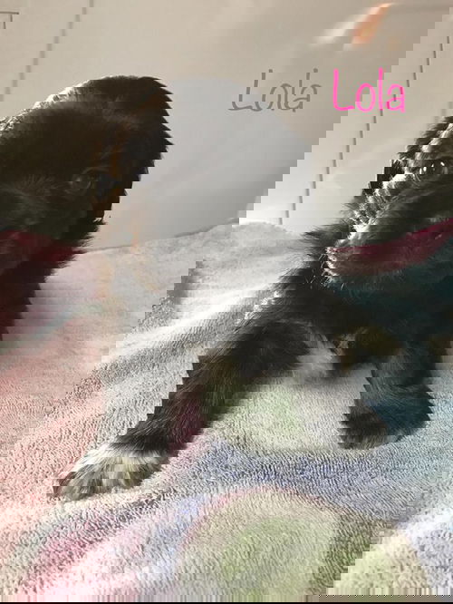 Lola