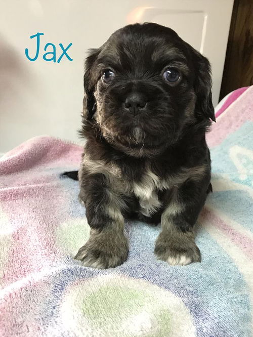 Jax