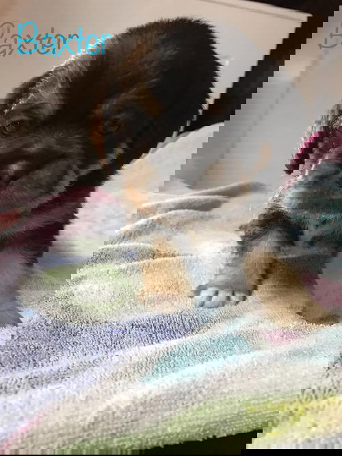 Baxter