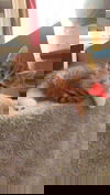 Blynken