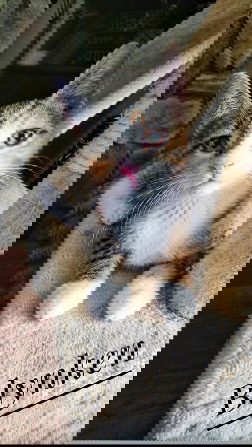 Blynken