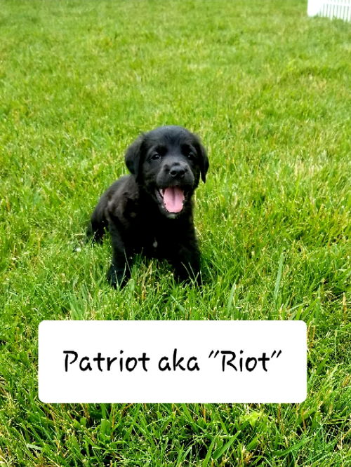 Patriot/ Riot