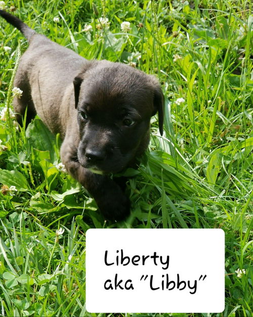 Liberty