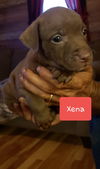 Xena