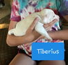 Tiberius