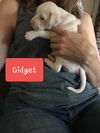 Gidget