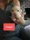 Gidget