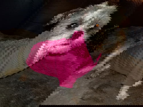 Coco