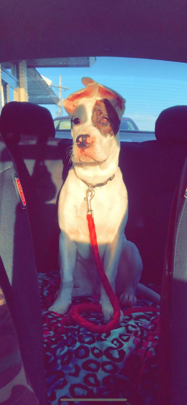 Rex