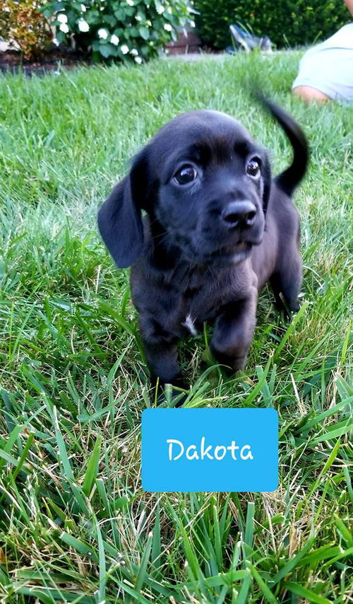 Dakota