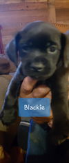 Blackie