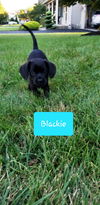 Blackie