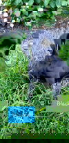 Blackie