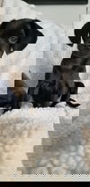 Blackie