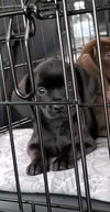 Blackie