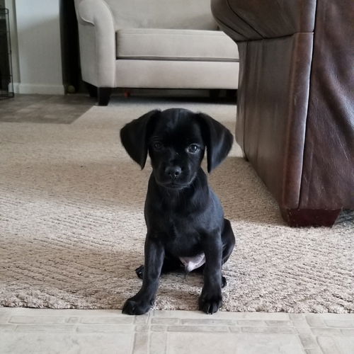 Blackie