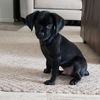 Blackie