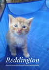 Reddington
