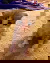 Littlefoot