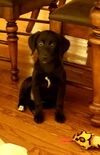 Cora