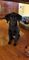 Cora