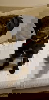 Cora
