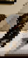 Cora