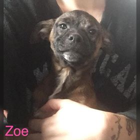 Zoe