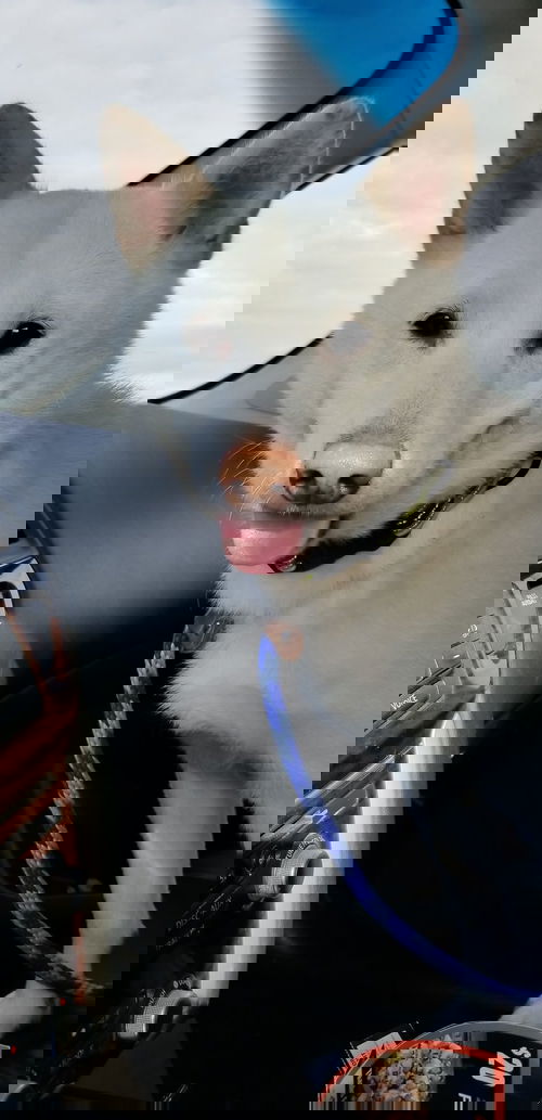 Koda