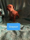 Grayson