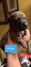 Wilber