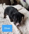 Oliver