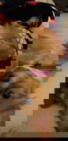 LuLu