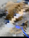 Bear Bear