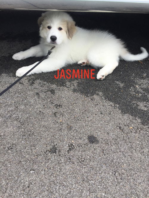 Jasmine