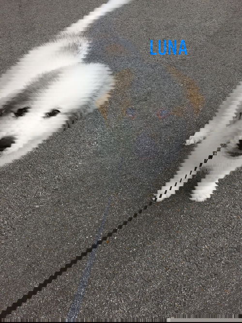 Luna