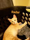 Radar