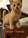 Ginger