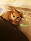 Ginger