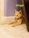 Ginger