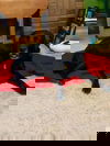 Crash