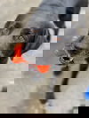 Crash