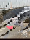 Crash