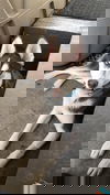 Blaze Husky