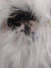 Cooper