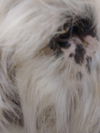 Cooper