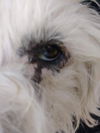 Cooper